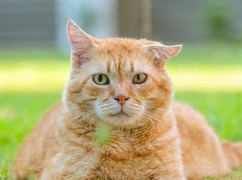 Katten